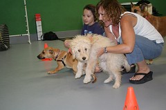 Puppy-Kindergarten-0041