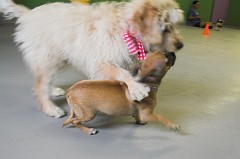 Puppy-Kindergarten-0055