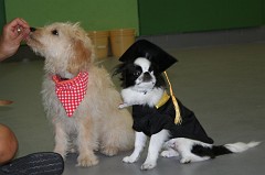 Puppy-Kindergarten-0059