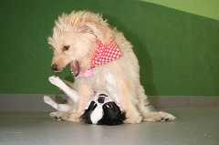 Puppy-Kindergarten-0086