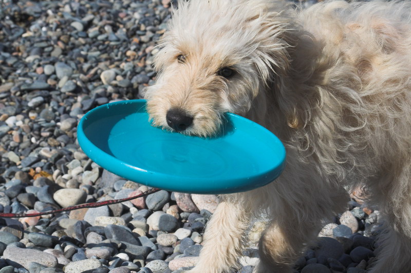 San-Onofre-0211 - Coda likes his frisbee