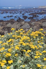 Big-Sur-0029