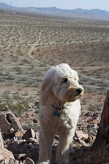 Desert-0151