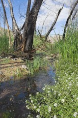 Mojave-Road-0046