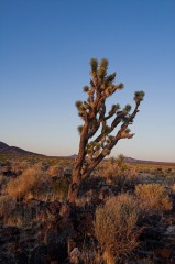 Mojave-Road-0146