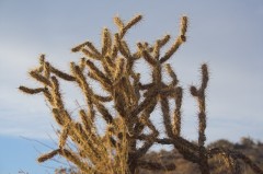 Mojave-Road-0221