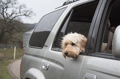 Paso-Robles-0287