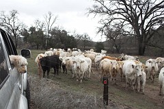 Paso-Robles-0299