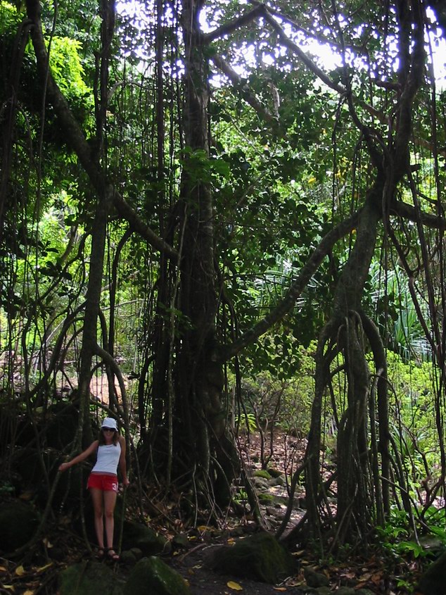 Honeymoon-Kauai-060 - Big Kauai trees